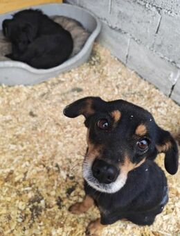 Lara, süßes, kleines Zuckermäulchen - Köln