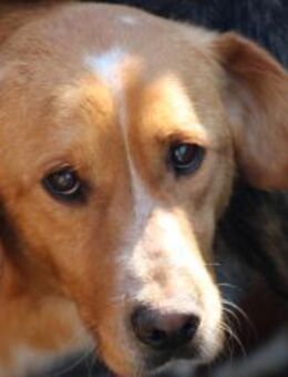 Monty - hübscher Jungrüde - Lohra