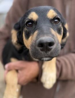 Clementine sucht ihr Zuhause ❤️ - Krefeld