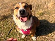 Minka möchte aus Rumänien raus - Blankenheim (Nordrhein-Westfalen)