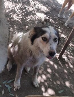 Hündin 107411 stellt sich vor - Köln