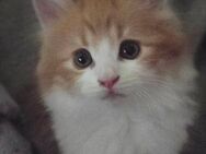Main Coon Mädchen sucht ein Zuhause - Duisburg