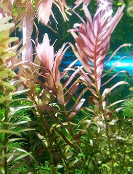 Indische Rotala, Aquariumpflanze, Versand/ Abholung - Mechernich