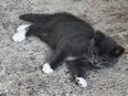 BKH Kitten in Grau weiß gefleckt in 51103