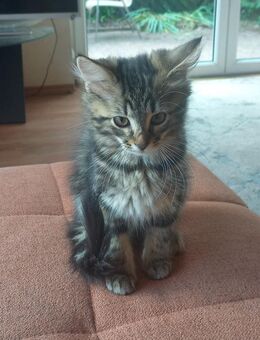 Norweger Kitten 500€ - Feldberger Seenlandschaft