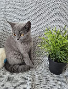 1 Katze ist noch frei suchen ab sofort eine neue Zuhause - Bremen