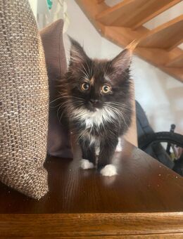 Zwei Mainecoon Mädchen suchen noch ein öiebolles zu Hause. - Norken