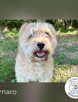 Camaro: Braucht Geduld und Verständnis - Kirchzell