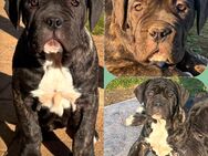 Cane Corso Weibchen 13 Wochen braun gestromt - Delitzsch