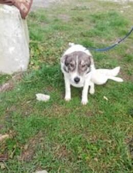 COSMA ❤ Sehr Eilig!! - Langenhagen