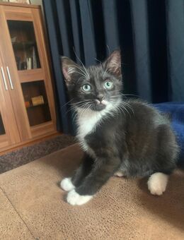 Katzenbaby Katzen kitten abzugeben - Sieversdorf-Hohenofen
