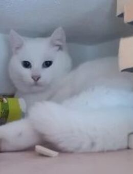 LADY, w., kastr., geb. 12/2023 - Kronach