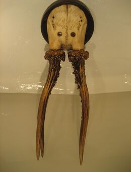 Hirschgeweih 2 Ender, ca 27 cm über 100 Jahre - Köln