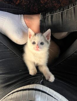 Katze Kitten kleiner Kater in liebevolle Hände abzugeben - Wolkenstein