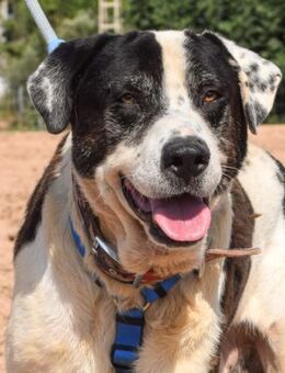 Zazu leidet im Tierheim so sehr..... - Laatzen