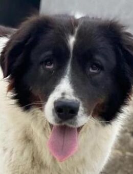 Cora, geb. ca. 07/2022, Griechenland - Markdorf