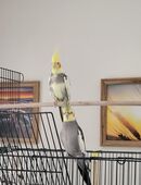 Nymphensittiche inkl Vogelkäfig und Ausstattung in 8105