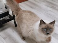 Afina, reinrassige Ragdoll blue-point Katze sucht ein neues, liebevolles Zuhause auf Lebenszeit. - Essen