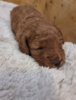 Maltipoo Welpen - Neuenkirchen (Landkreis Diepholz)