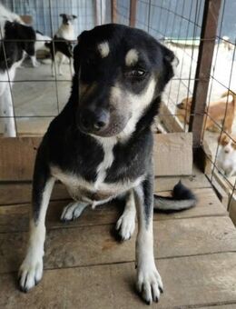 💙Timon 💙 - Markkleeberg