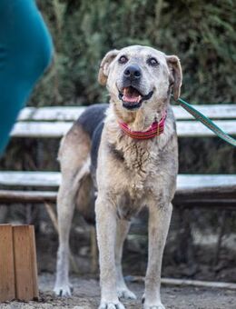 Luna, gemütliche Hundedame, ca. 10 Jahre - Vaterstetten