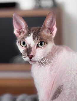 Don-Sphynx - Ebelsbach