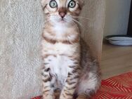 Bengal Kater - Limbach-Oberfrohna