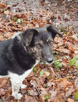 TOMMY sucht liebevolles Zuhause - Neuberg