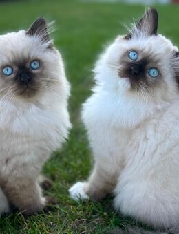 Birma-Ragdoll Kitten - Donauwörth