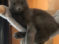 Suche RussischBlau Katze mit oder ohne Papiere als Hauskatze -keine Zucht - Schmalkalden