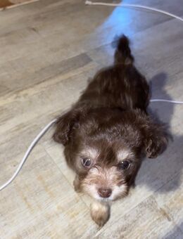 Bolonka/Malteser Welpen - Samtens