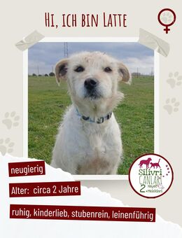 Latte sucht noch immer ein zu Hause - Nürtingen Zentrum