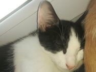 3 Monate alte Kater (EKH) - Bruchsal