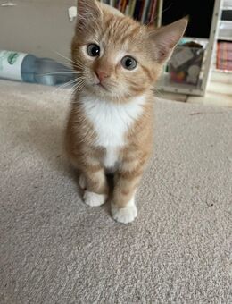 Kitten abzugeben - Ovelgönne