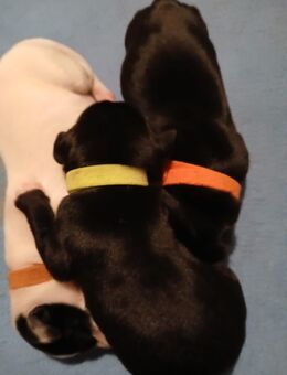 Dalmador Welpen geb. 24.10.2025 - Wildeck