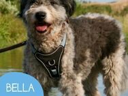Freundliche Bella sucht ihr Zuhause - Tarmstedt