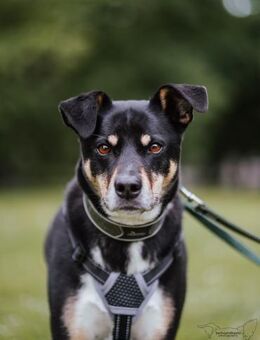 Mina - die hübsche Abenteurerin - Elsdorf (Nordrhein-Westfalen)