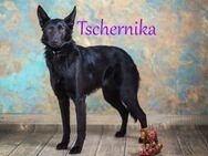 Tschernika Traumhund sucht Feingefühl - Ruppertsecken