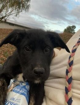 Unsere süße Chanel wartet auf ihre eigen - München