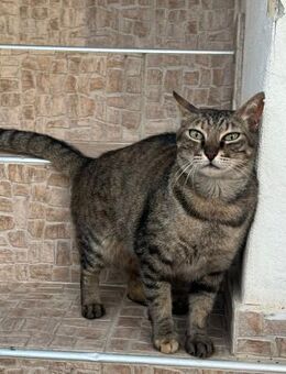 Yuki aus dem Tierschutz - Grevenbroich