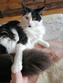 Hübsche Maine coon - Lucka