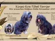 Kirsei-Kra Tibet Terrier Welpen ( VDH / ILT ) Wurfankündigung - Scheuerfeld