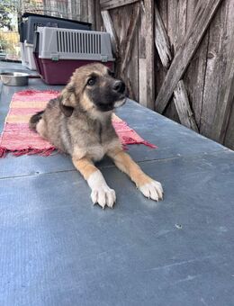 Fifi Welpin sucht Zuhause - Leipzig