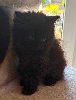 BKH/Sibirische Waldkatze Mix - Steinwiesen