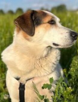 Sharky: Menschenfreund sucht Familie - München