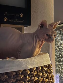 Sphynx – verschmust, verspielt & sozial - Hamburg