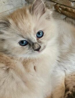 Bezaubernde Ragdoll Kitten Abgabebereit - Hilden
