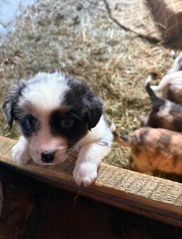 Aussie Welpen - Peiting