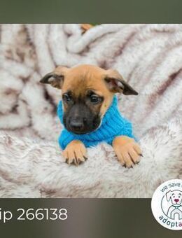 Chip 266138: Hundekind sucht ein Zuhause - Kirchzell