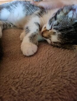 2 kitten zu verkaufen - Kamp-Lintfort